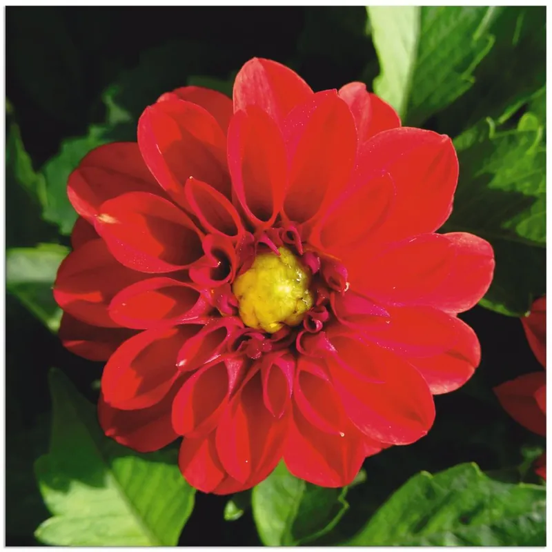 Rote Dahlienblüte T1JH Wandbild Bestpreis