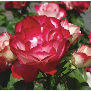 Saisonangebot Rot weiße Rosenblüte T1JB Wandbild