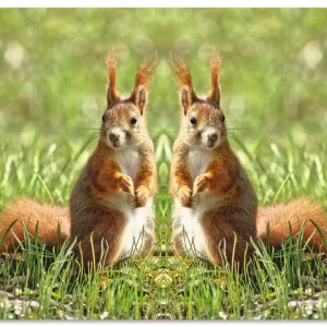 Rote Eichhörnchen Zwillinge T1XX Wandbild Kostenloser Rückversand