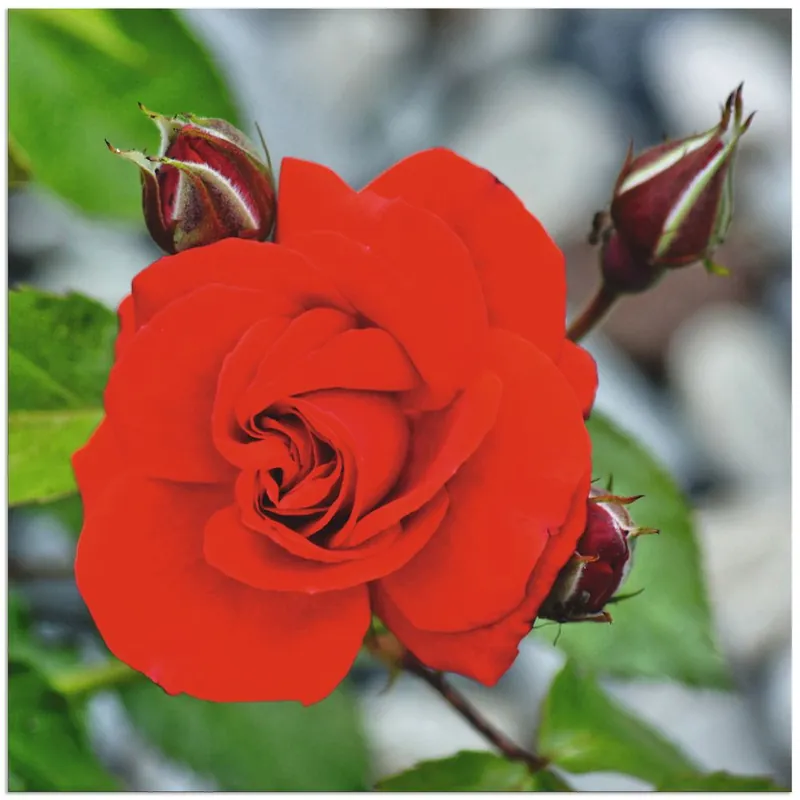 Rote Rosenblüte mit Knospen T1TN Wandbild Sichere Zahlung