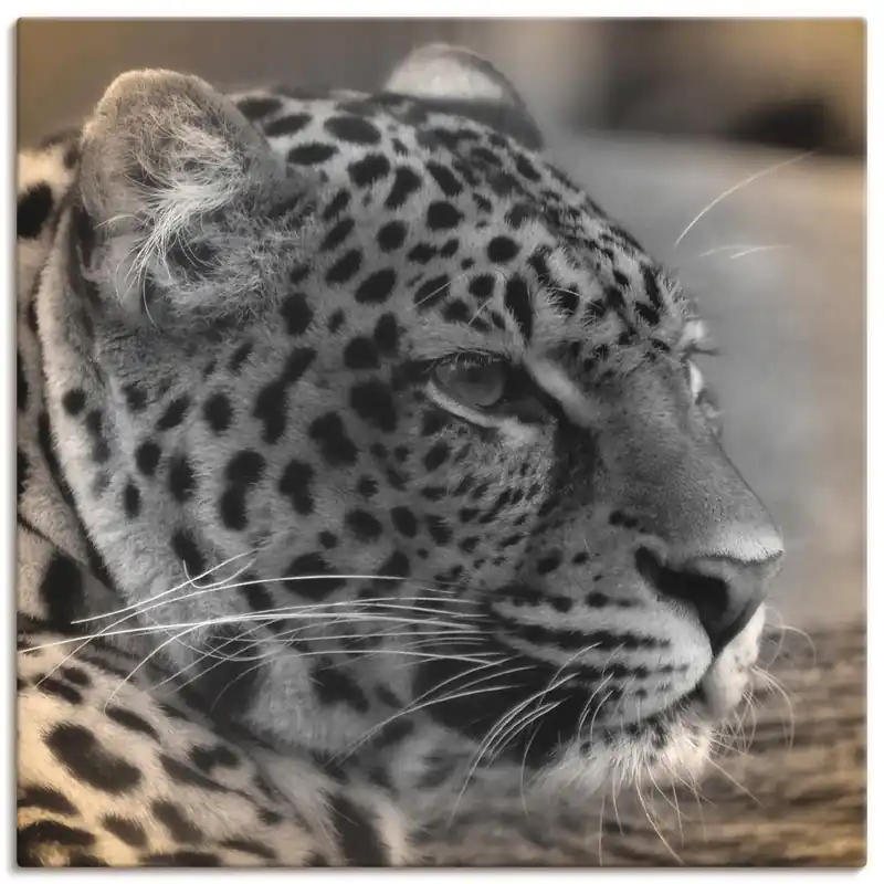 Günstig Leopard Profil S9MT Wandbild
