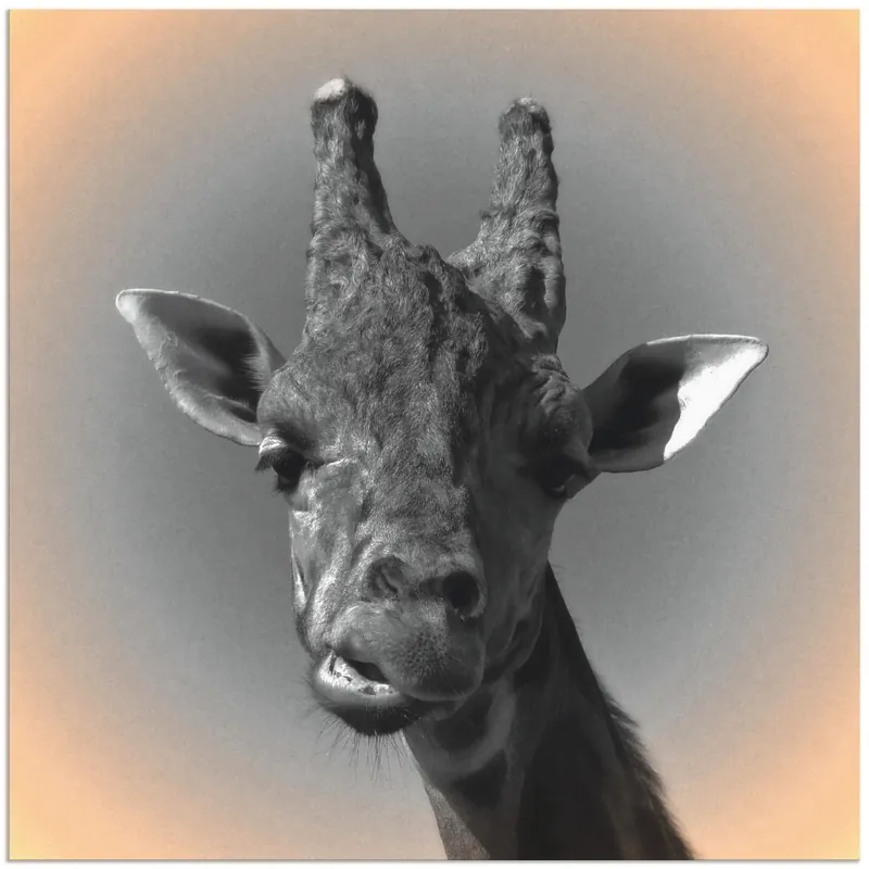Giraffen Kontakt T0EH Wandbild Letzte Chance