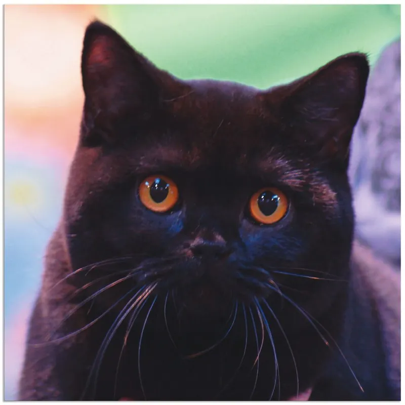 Expressversand Schwarze Britisch Kurzhaarkatze T0QF Wandbild