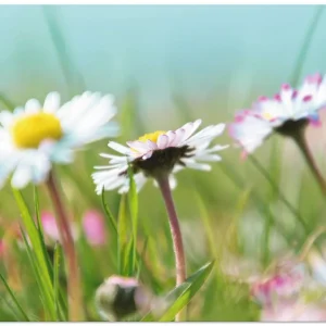 Gänseblümchen Romantik S5NX Wandbild Super-Preis