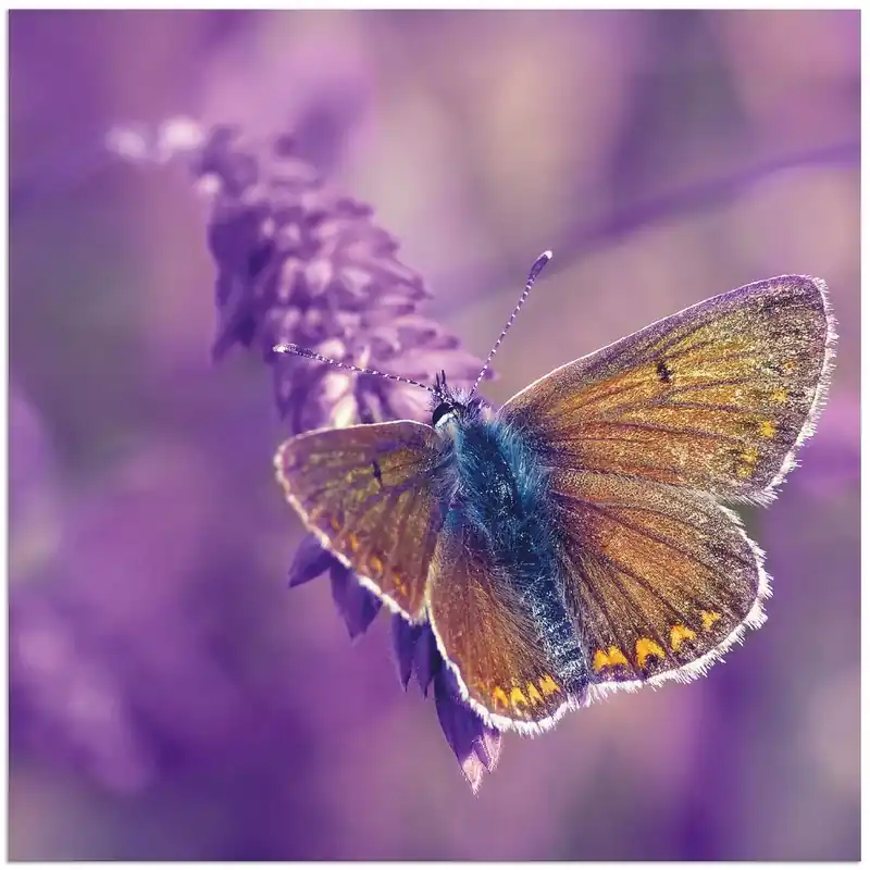 Schmetterling Lavendeltraum S5LR Wandbild Kostenfreie Lieferung