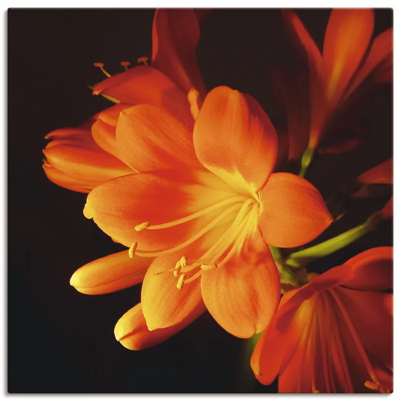 Beliebt Clivie in leuchtendem Orange S4QC Wandbild