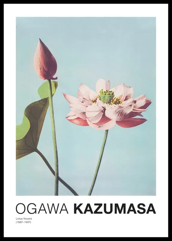 Aktuell Lotus Flowers By Ogawa Kazumasa Poster