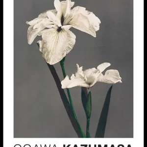 Bestpreis White Iris Kæmpferi By Kazumasa Ogawa Poster
