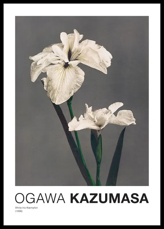 Bestpreis White Iris Kæmpferi By Kazumasa Ogawa Poster