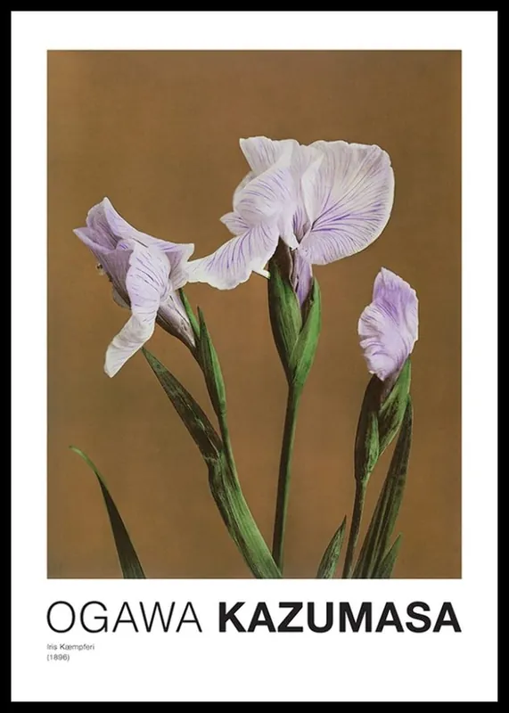 Schneller Versand Iris Kæmpferi By Kazumasa Ogawa Poster