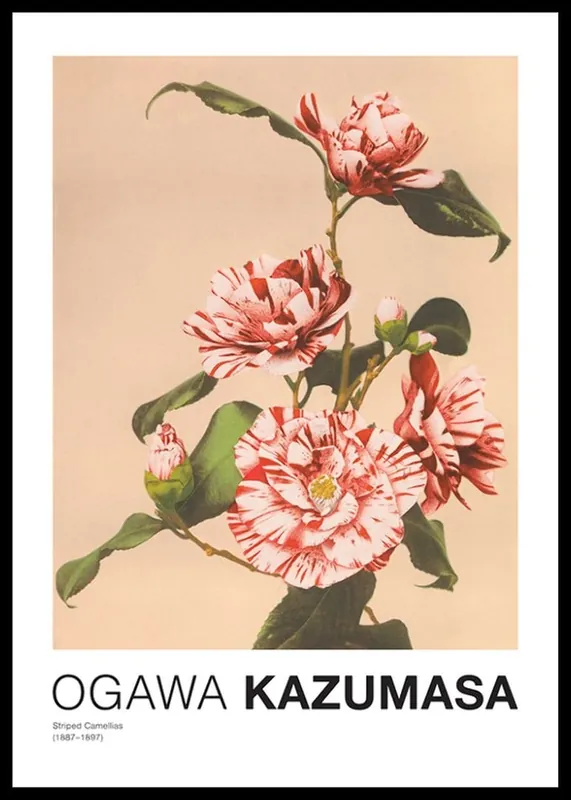 Sonderaktion Striped Camellias by Ogawa Kazumasa Poster