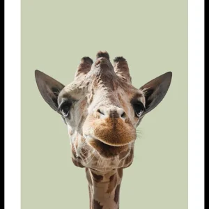Smiling Giraffe Poster Nur Für Kurze Zeit