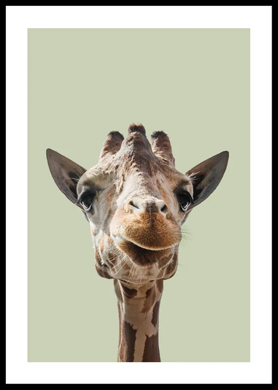 Smiling Giraffe Poster Nur Für Kurze Zeit