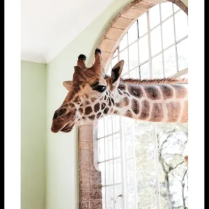 Giraffe Through Window Poster Günstig