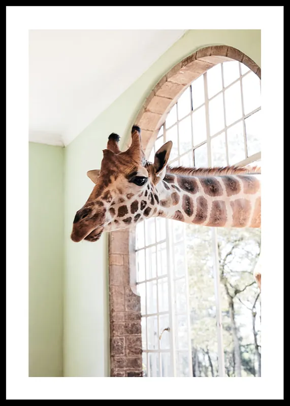 Giraffe Through Window Poster Günstig