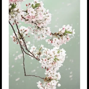 Kostenloser Versand Cherry Blossom Poster