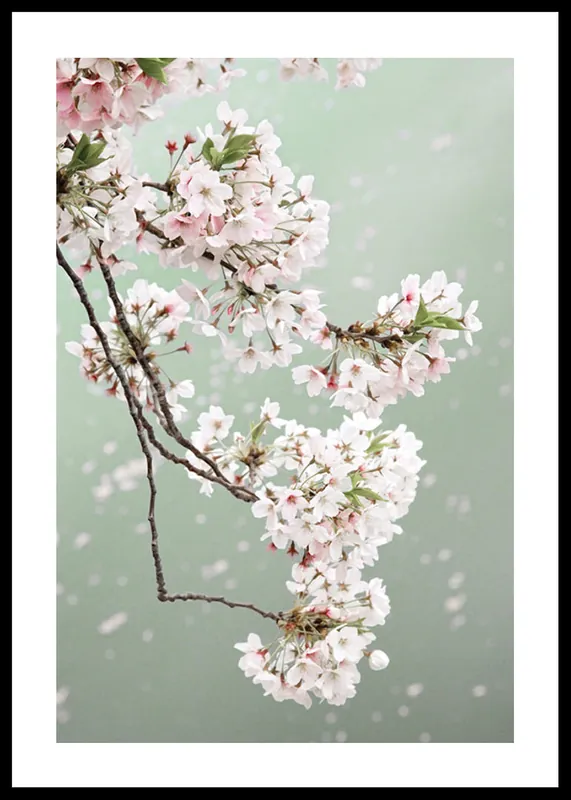 Kostenloser Versand Cherry Blossom Poster