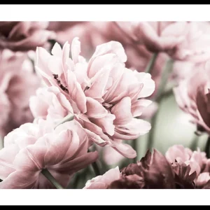 Pink Tulip Poster Neue Ware