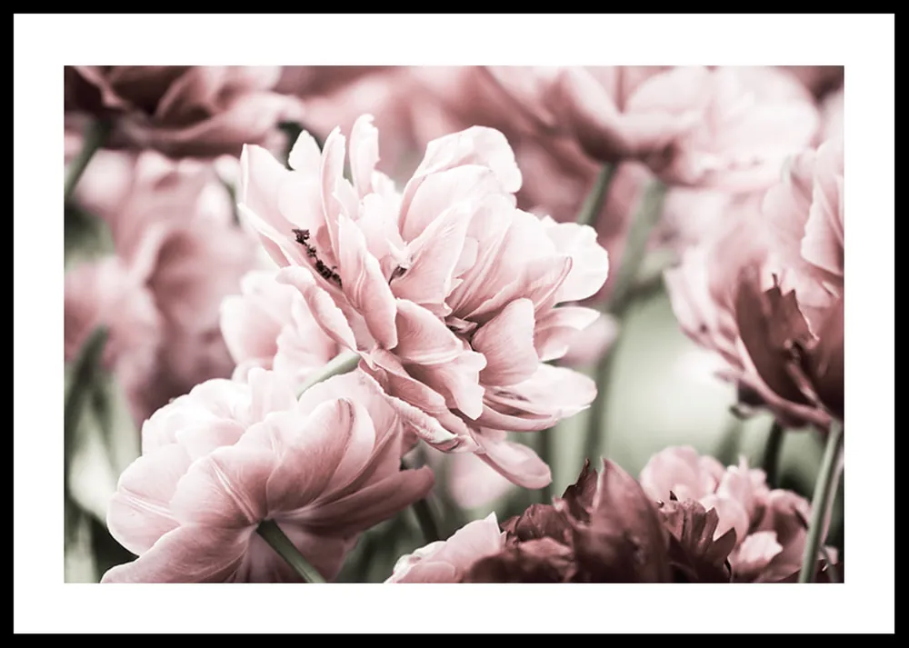 Pink Tulip Poster Neue Ware