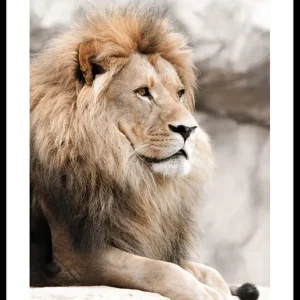 Gazing Lion Poster Expressversand