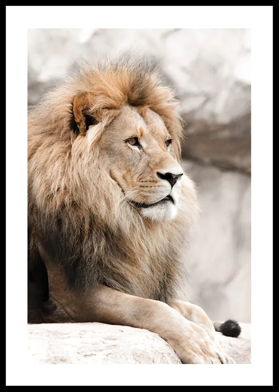 Gazing Lion Poster Expressversand