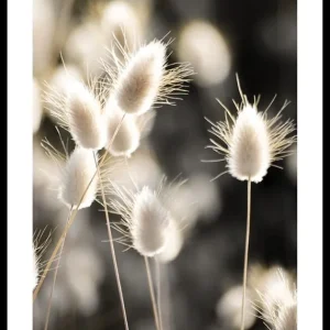 Grass In Sunlight Poster Neu