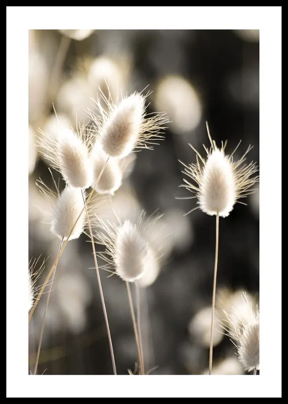Grass In Sunlight Poster Neu