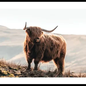 Highland Cow In Sunlight Poster Solange Der Vorrat Reicht