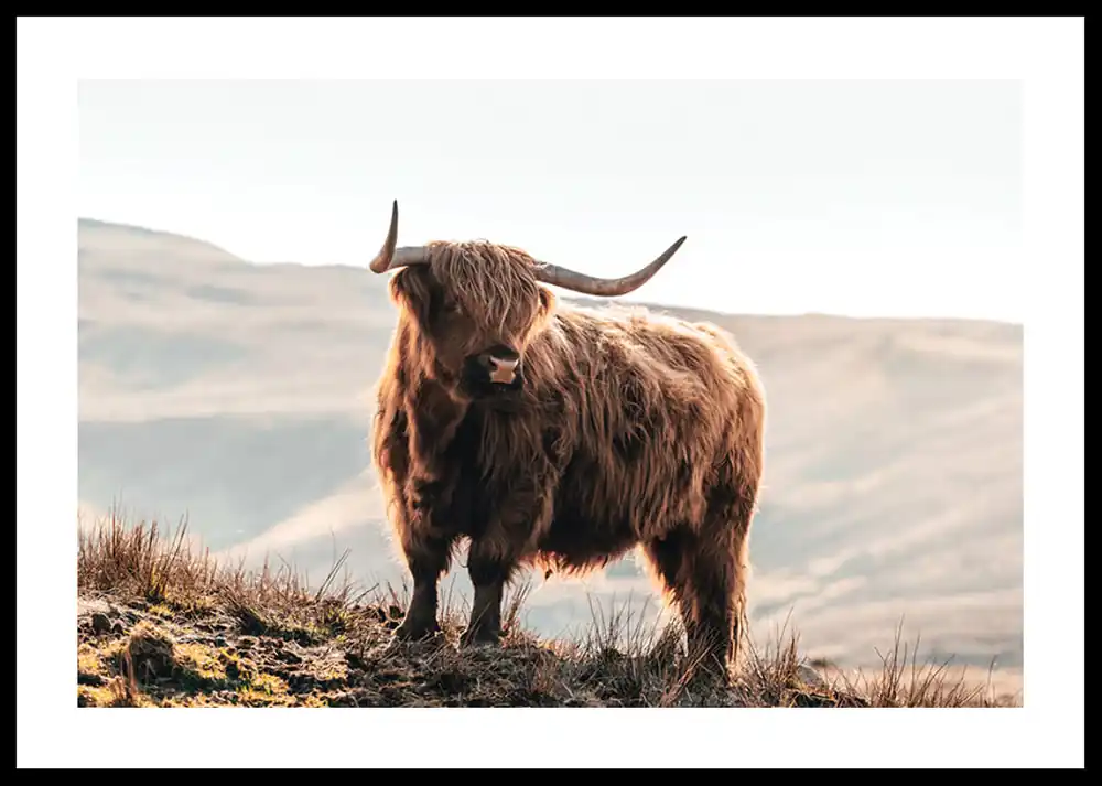 Highland Cow In Sunlight Poster Solange Der Vorrat Reicht