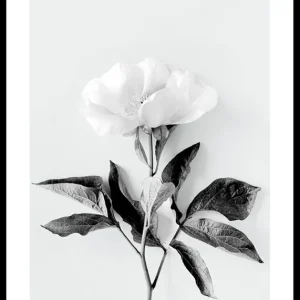 Peony BW Poster Markenprodukt