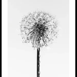 Neue Ware Dandelion With Dew Poster