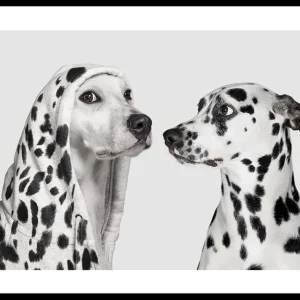 Dalmatian Dog Imposter Poster Neue Ware
