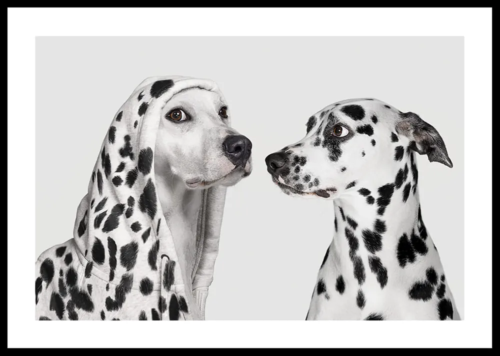 Dalmatian Dog Imposter Poster Neue Ware