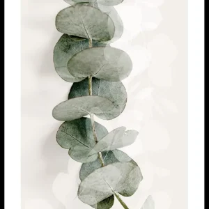 Heißes Angebot Eucalyptus No8 Poster