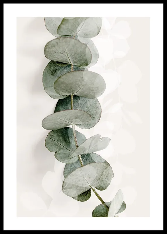 Heißes Angebot Eucalyptus No8 Poster