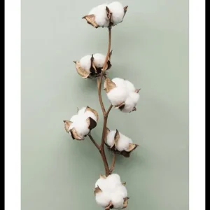 Cotton On Green Poster Must-Have