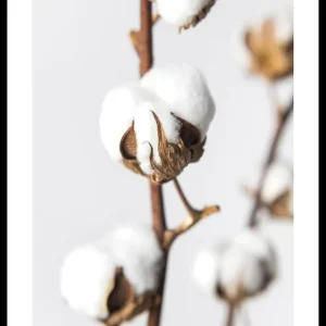 Online Kaufen Cotton Close Up Poster