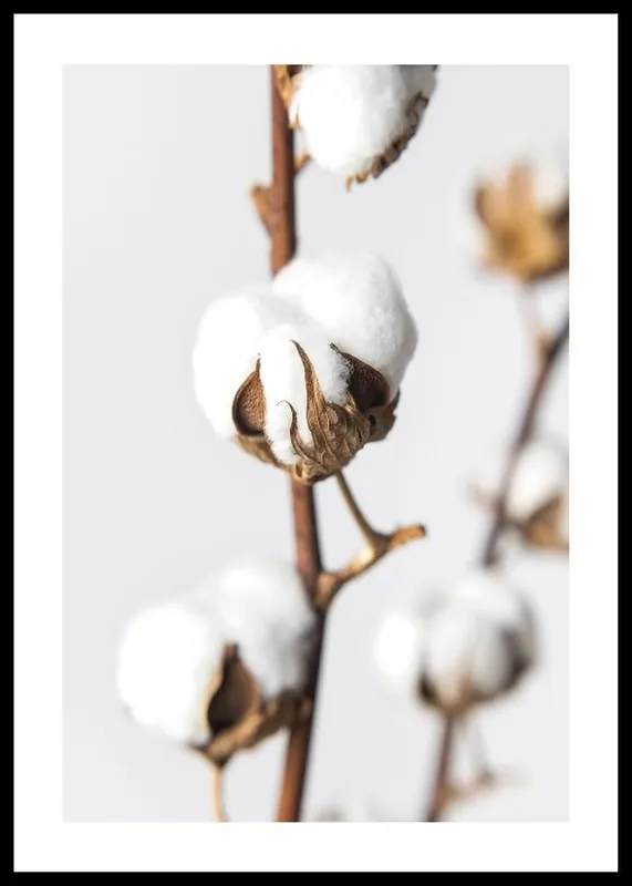 Online Kaufen Cotton Close Up Poster