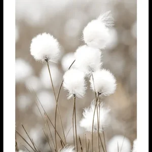 Jetzt Kaufen Cottongrass Poster