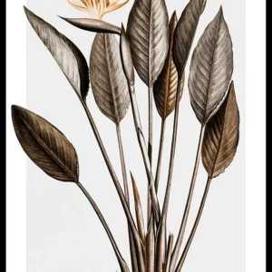 Bird Of Paradise Poster Ausverkauf