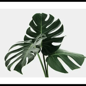 Begrenztes Angebot Monstera Delicosa Poster