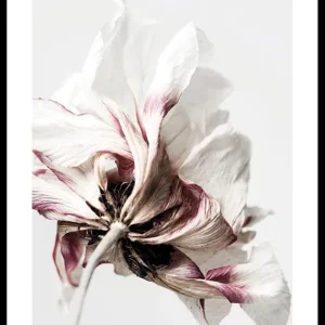 Heißes Angebot Anemone Flower Poster