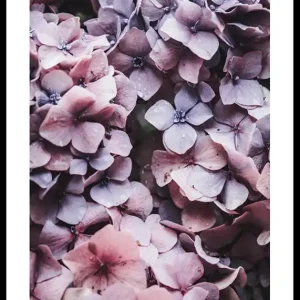 Pink Hydrangea Poster Nur Für Kurze Zeit