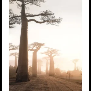 Direkt Vom Hersteller Baobab Trees In Madagascar Poster