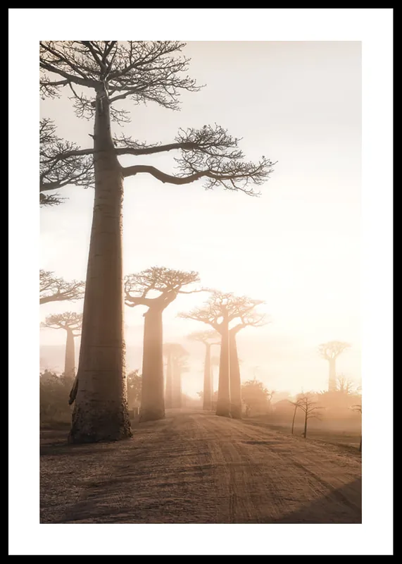 Direkt Vom Hersteller Baobab Trees In Madagascar Poster