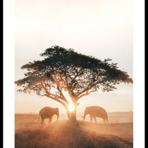 Elephants At Sunrise Poster Aktuell