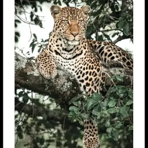 Top-Preis Leopard In Tree Poster