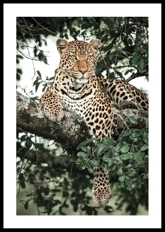 Top-Preis Leopard In Tree Poster