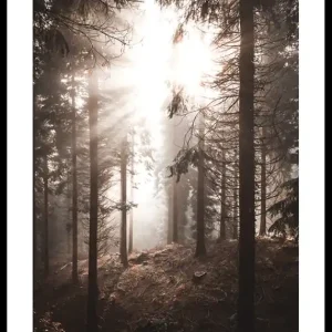Nur Heute Sunbeams Through Autumnal Trees Poster