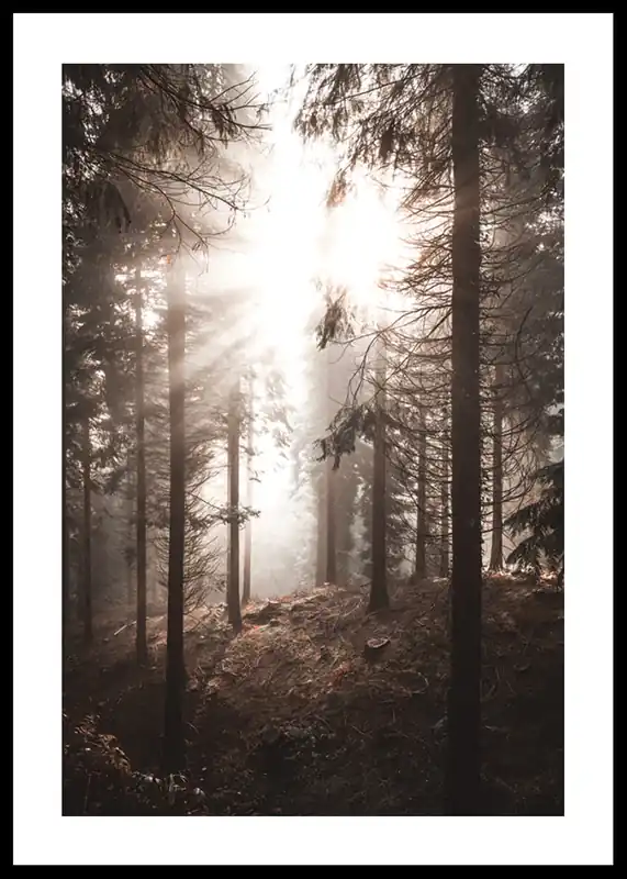 Nur Heute Sunbeams Through Autumnal Trees Poster